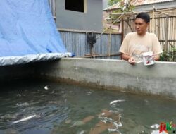 Dukungan Pengembang Budidaya Ikan, Dinas Perikanan Kotim Siapkan Sejuta Bibit