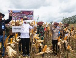 Wakil Bupati Barito Utara Panen Jagung Di Desa Benangin I