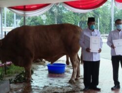 Sapi Kurban Milik Presiden Jokowi Berbobot 1 Ton