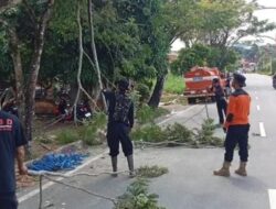 BPBD Mura Lakukan Pemotongan Pohon Tua Berpotensi Membahayakan Pengendara