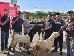 Anggota DPRD Mura Serahkan Hewan Kurban Kepada Pengelola Masjid Agung Al Istiqlal